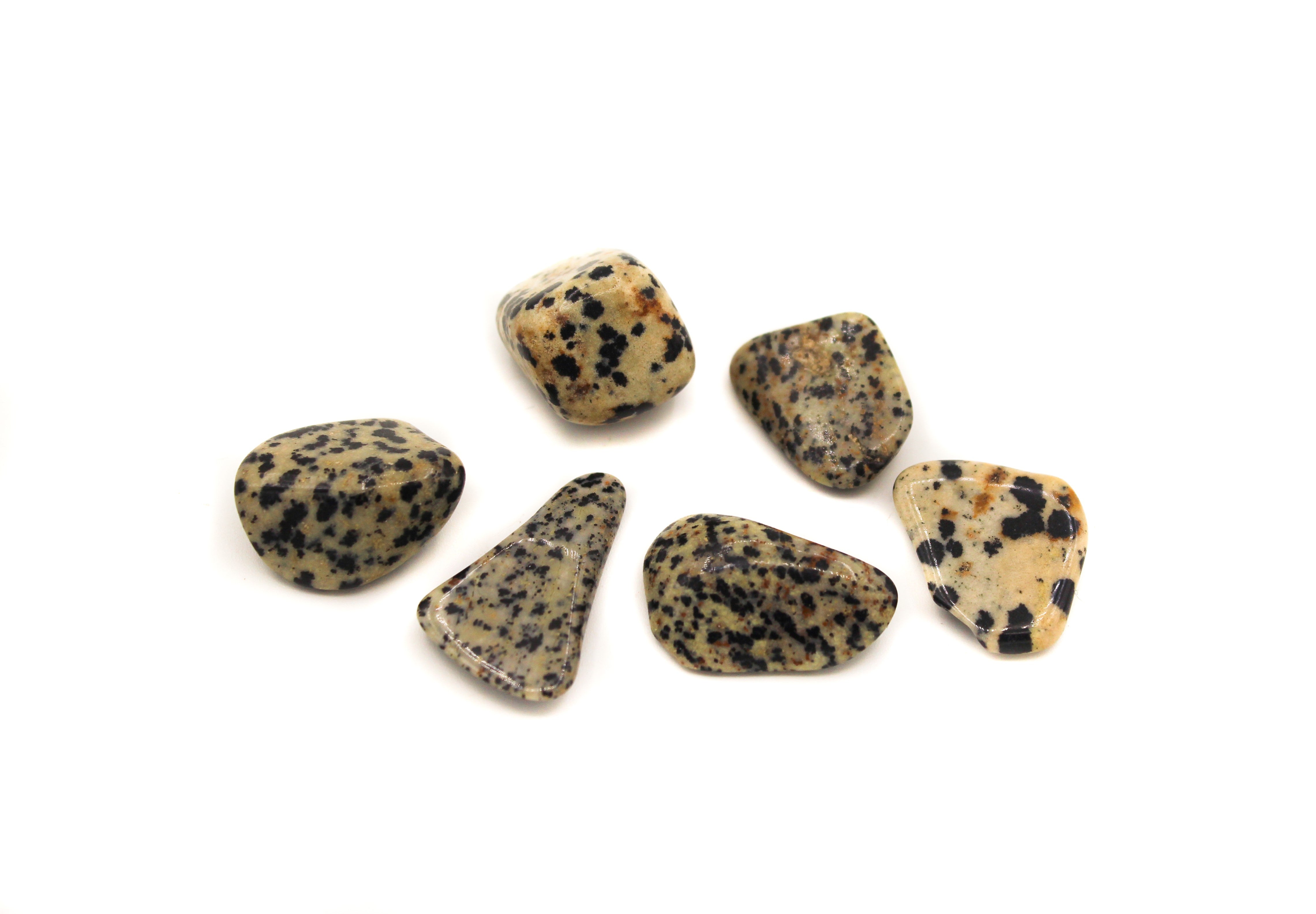 Jasper - Dalmatian Tumble $2